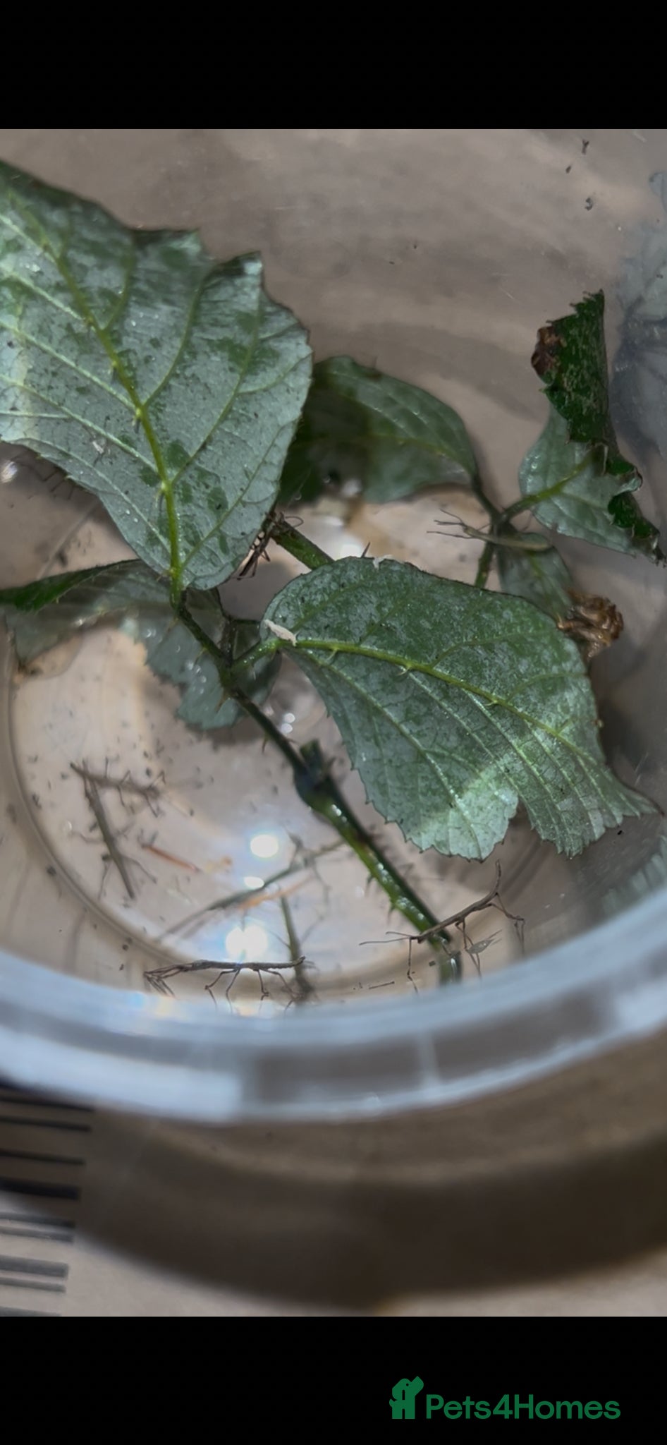 Stick Insects invertebrates Indian stick insects - Advert 2