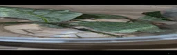 Stick Insects invertebrates for sale: Indian stick insects in Felixstowe - Advert 1