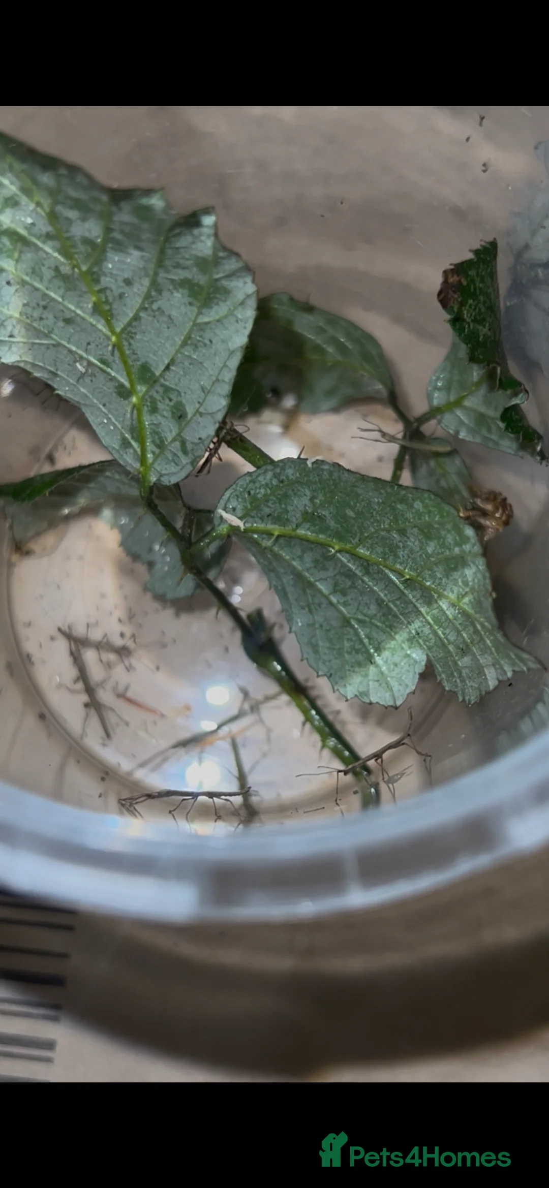 Stick Insects invertebrates for sale: Indian stick insects in Felixstowe - Advert 1