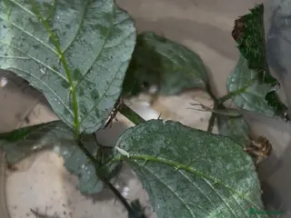 Stick Insects invertebrates Indian stick insects - Advert 4