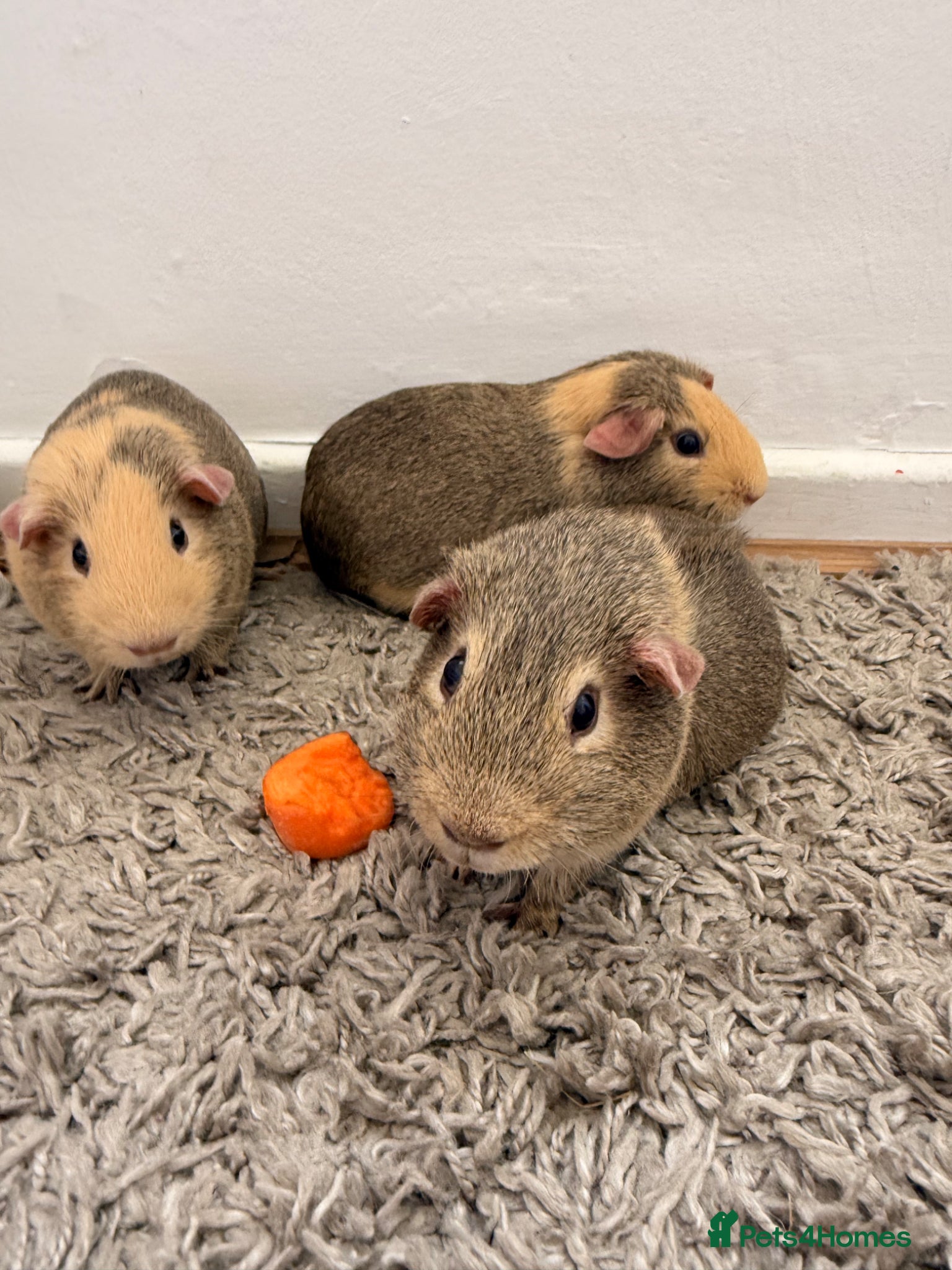 Guinea Pig rodents 3 male guinea pigs  - Advert 1