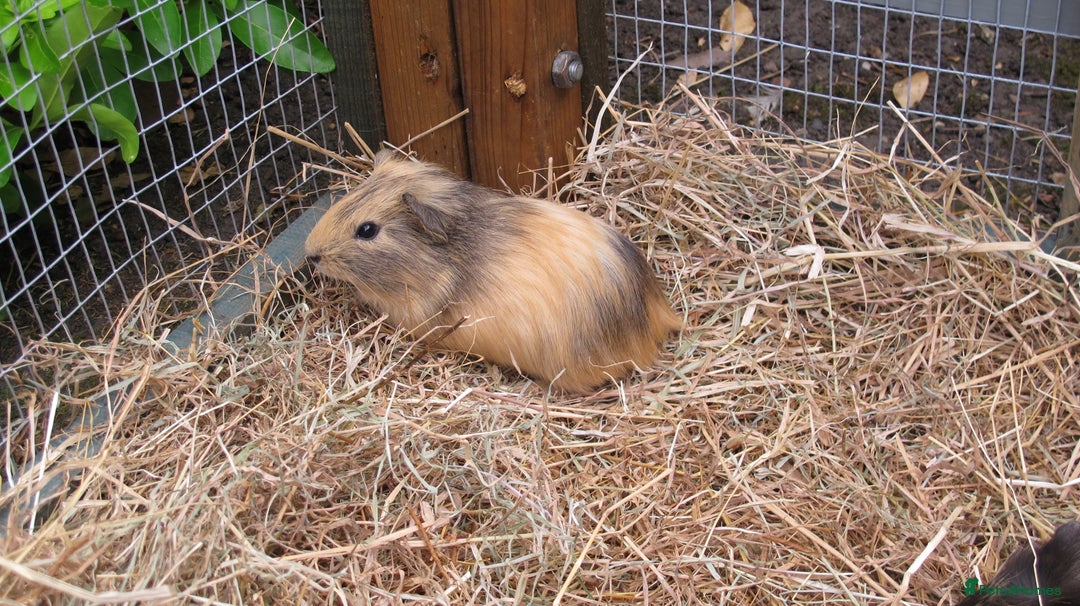 Guinea Pig rodents for sale: beautiful male guinea pigs - Image 10