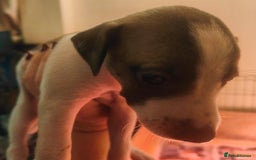 Whippet dogs for sale: Whippet pups  - Image 18