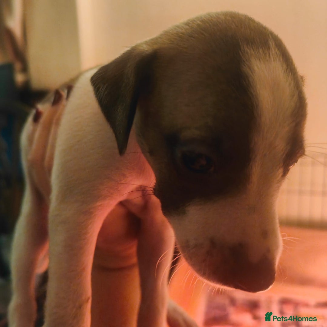 Whippet dogs for sale: Whippet pups  - Image 18