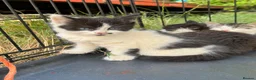 Mixed Breed cats for sale: Farm kittens - Advert 3