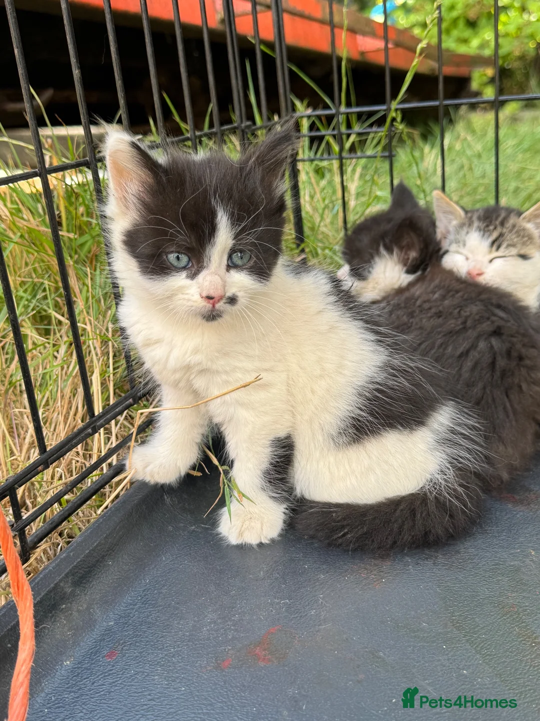 Mixed Breed cats for sale: Farm kittens - Advert 3
