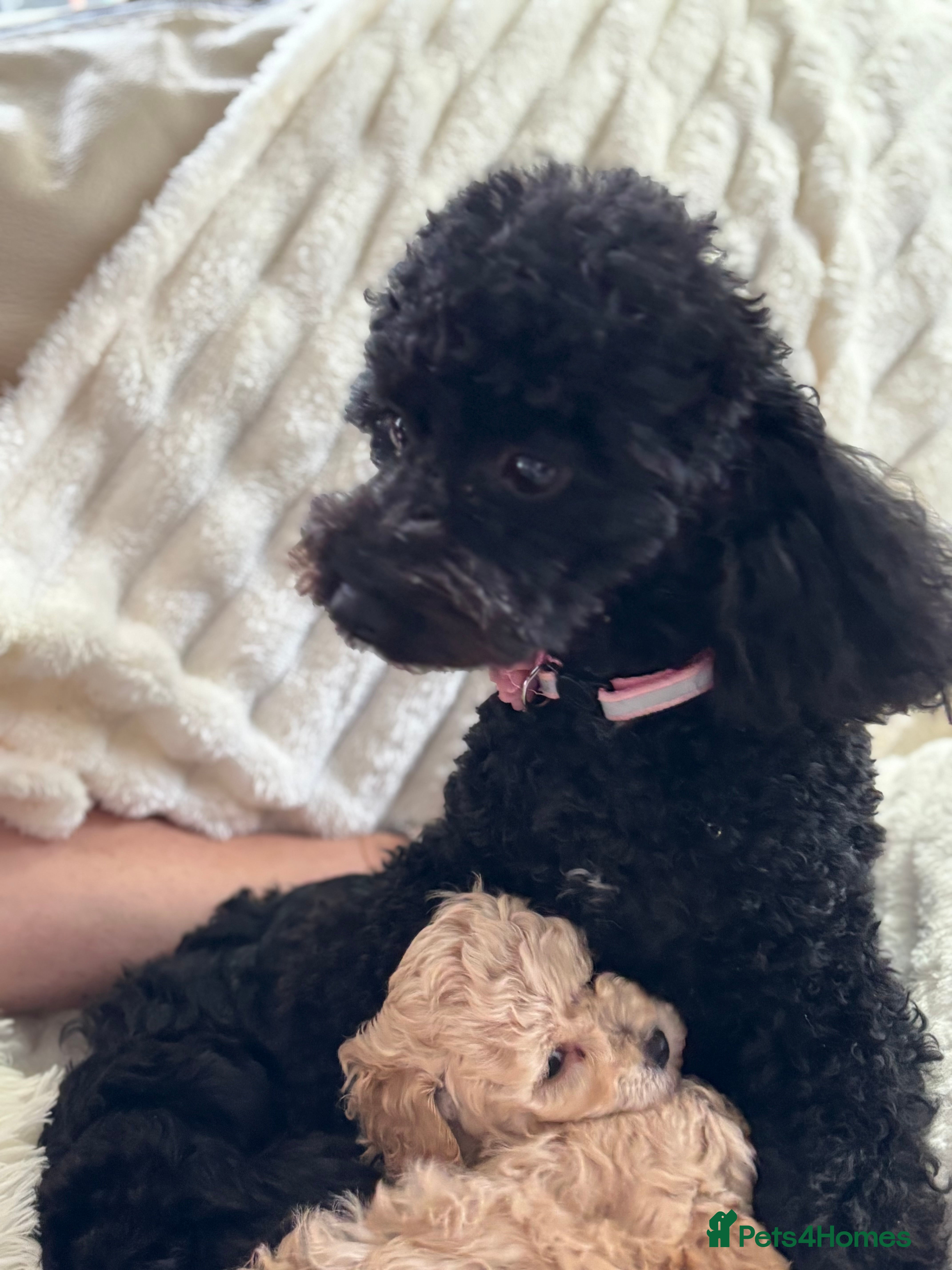 Poochon dogs Puppies for sale  - Advert 14