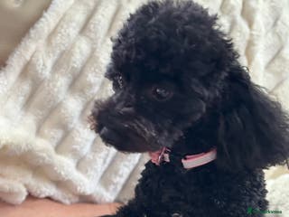 Poochon dogs Puppies for sale - Advert 3