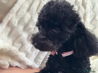 Poochon dogs Puppies for sale - Advert 2