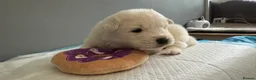 Samoyed dogs for sale: 5 stunning Samoyed in Warrington - Advert 11
