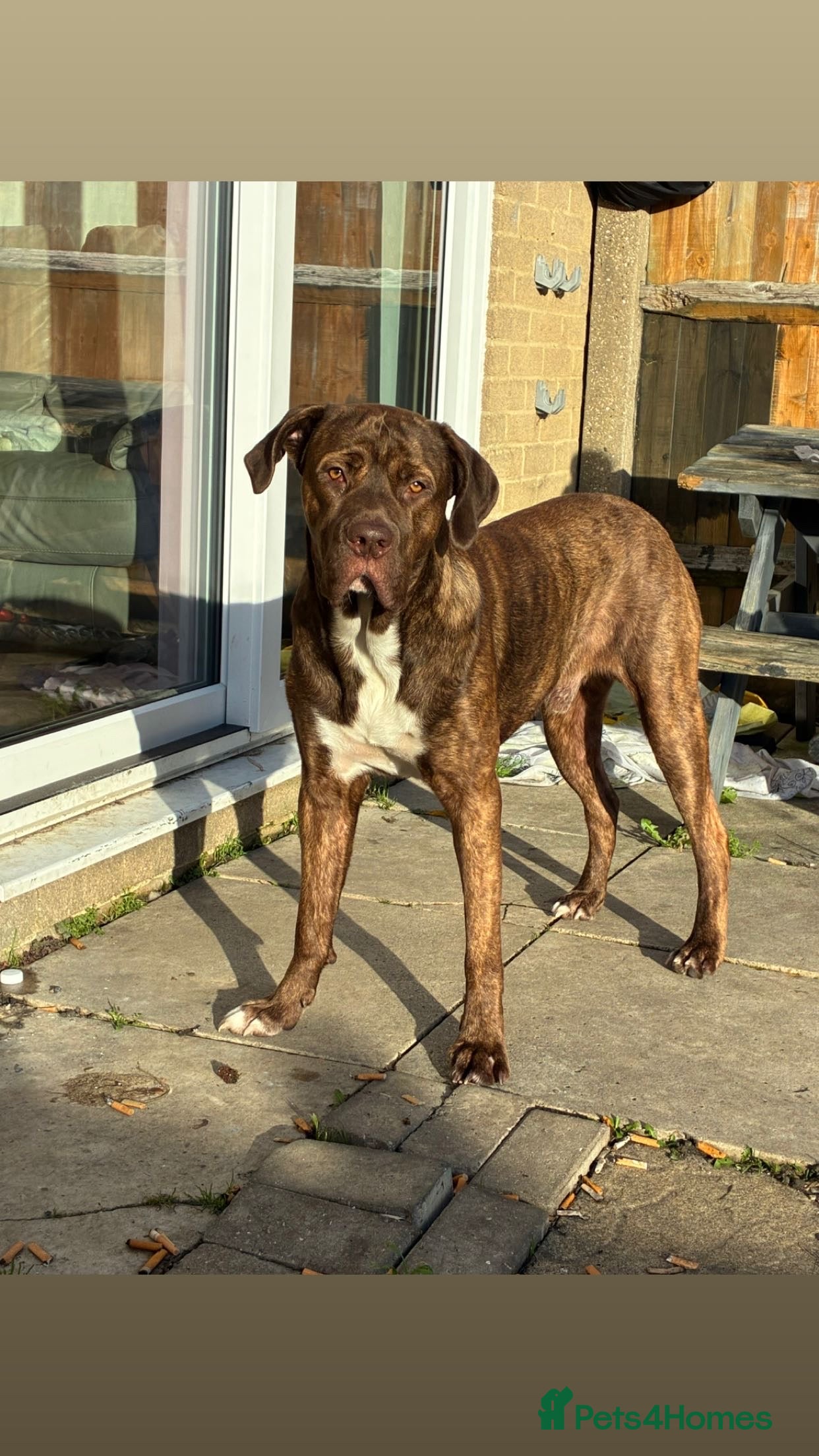 Cane Corso dogs Cash 1 year old boy - Advert 17