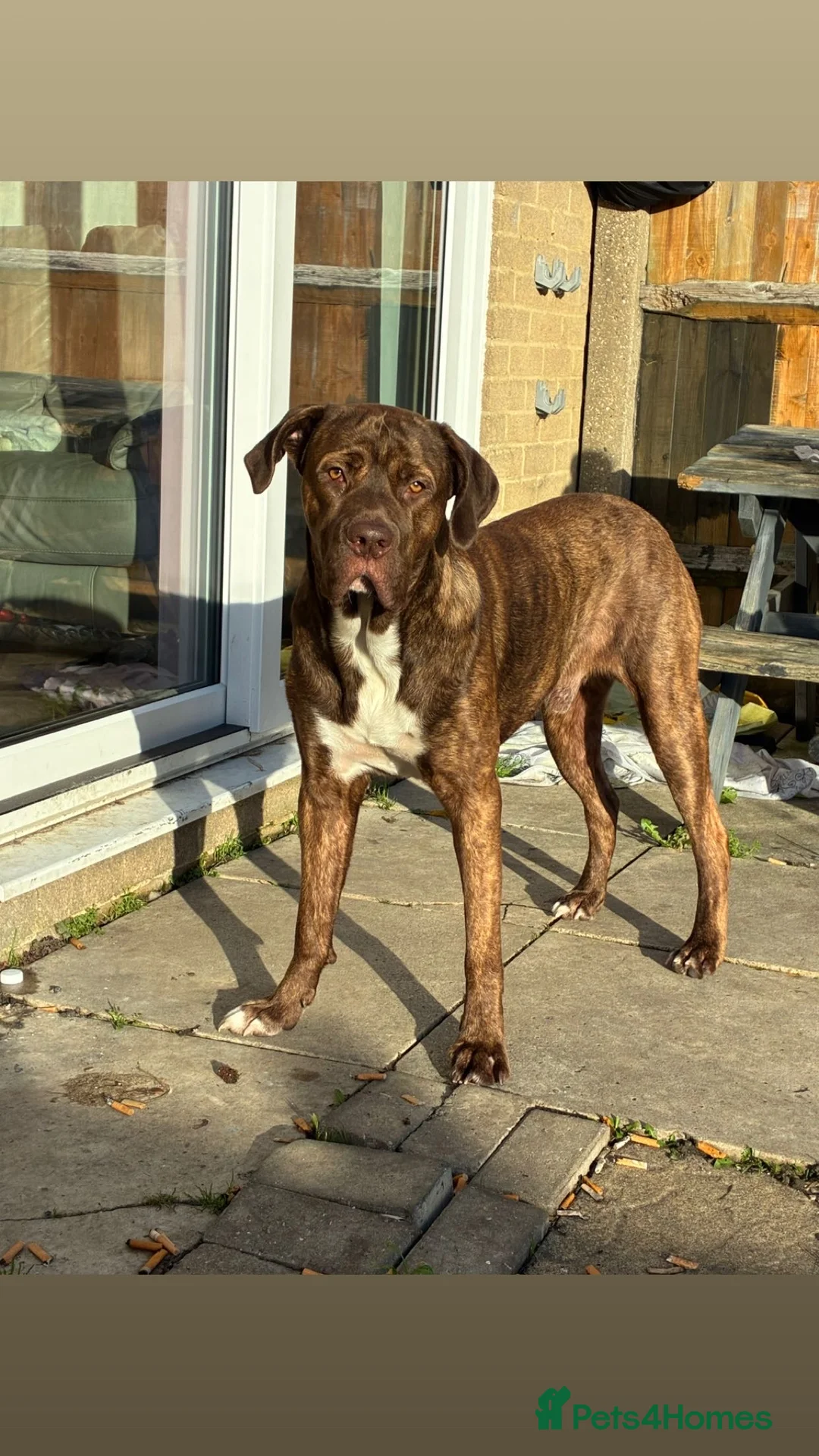 Cane Corso dogs for stud: Cash 1 year old boy - Advert 1