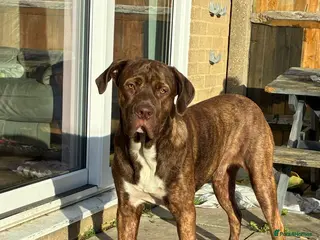 Cane Corso dogs Cash 1 year old boy - Advert 17