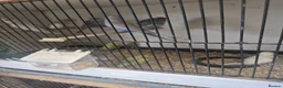 Budgerigars birds for sale: 2026 budgies - Advert 1