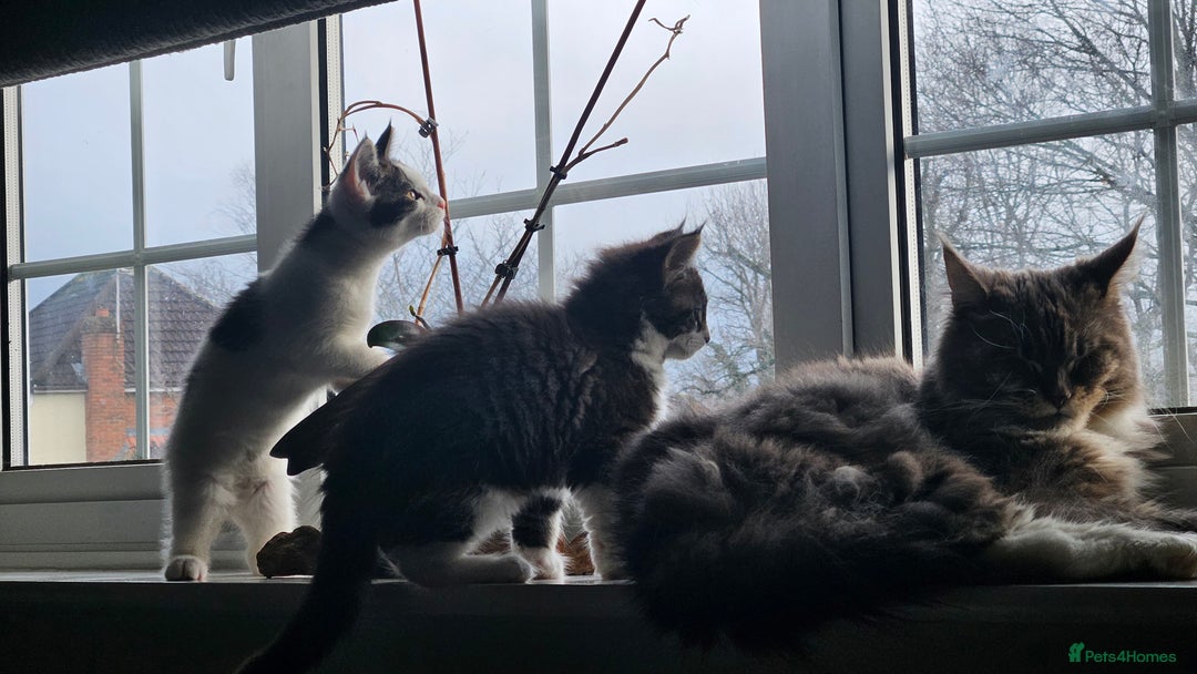 Maine Coon cats for sale: Beautiful Female Mixed Maine Coon kittens - Advert 11