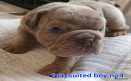 English Bulldog dogs for sale: Dwkc englìsh bulldog puppies  - Image 24