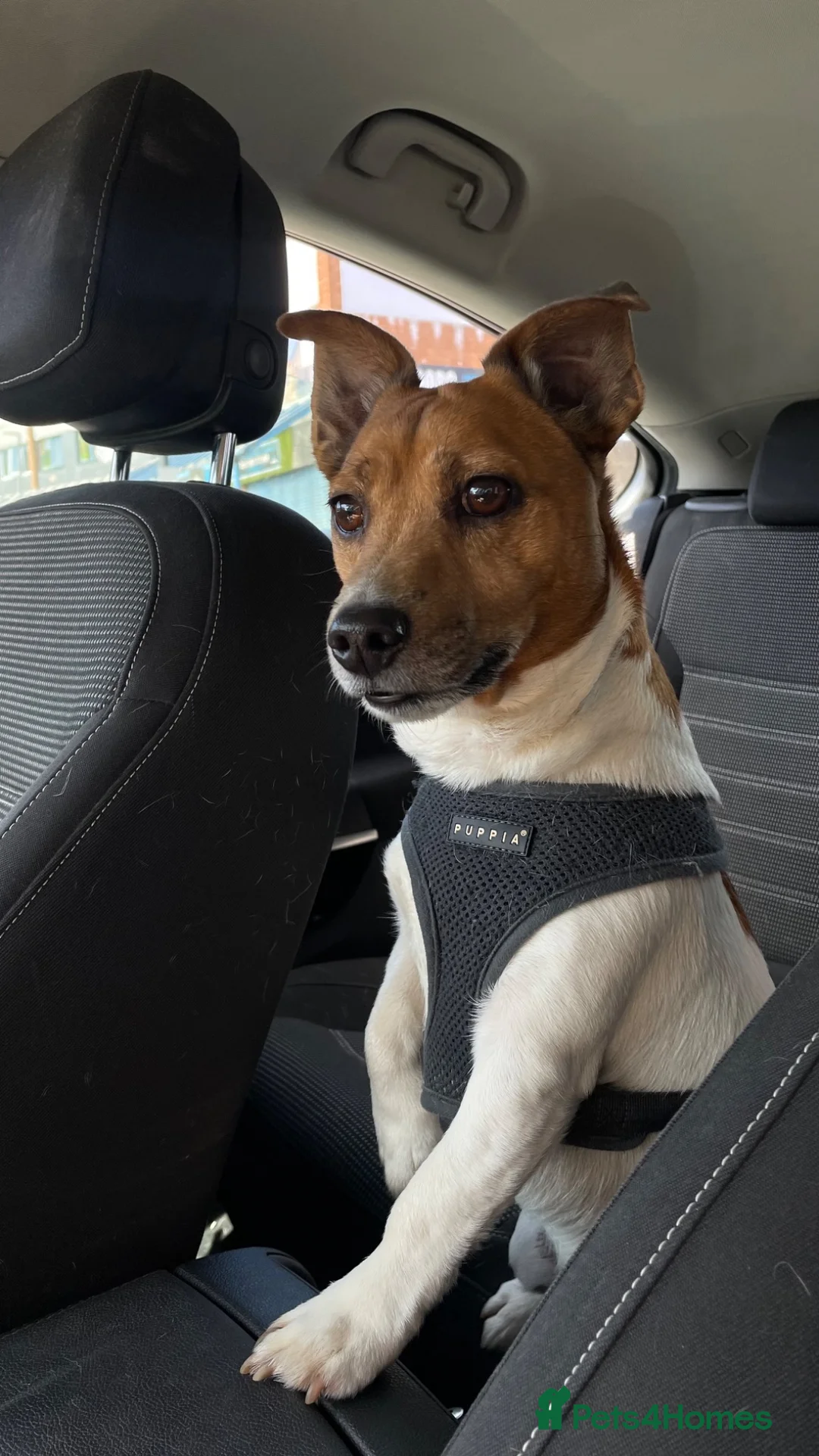 Jack Russell dogs for sale: Handsome Boy 🐶🐾 in Liverpool - Advert 5