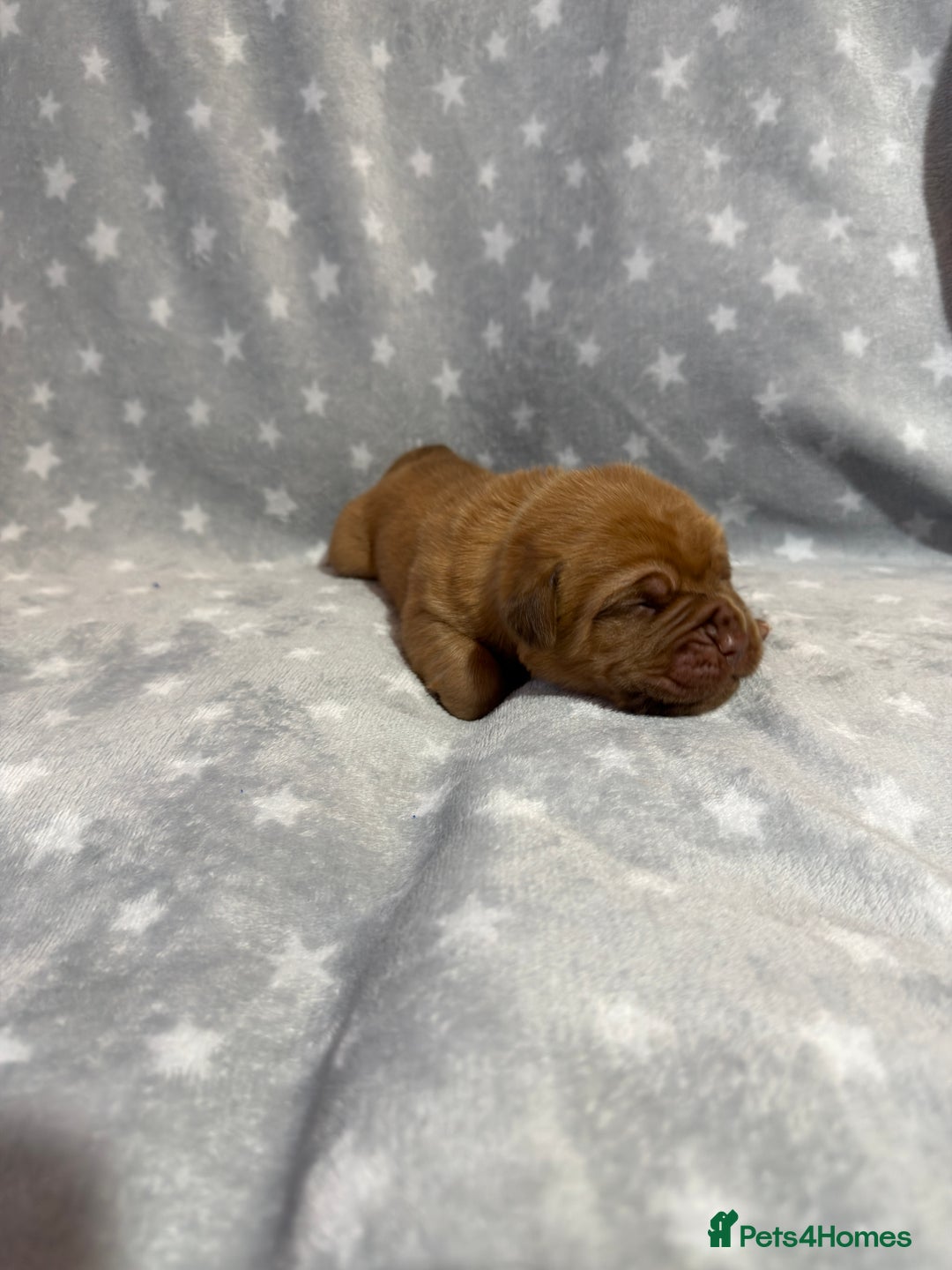 Dogue De Bordeaux dogs for sale: Beautiful Dogue De Bordeaux Puppies - Advert 28