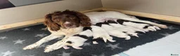 English Springer Spaniel dogs for sale: 1 BOY LEFT READY NOW - KC Springer Spaniel Pups - Advert 13