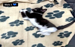 Domestic Shorthair cats for sale: 4 kittens available  - Image 2