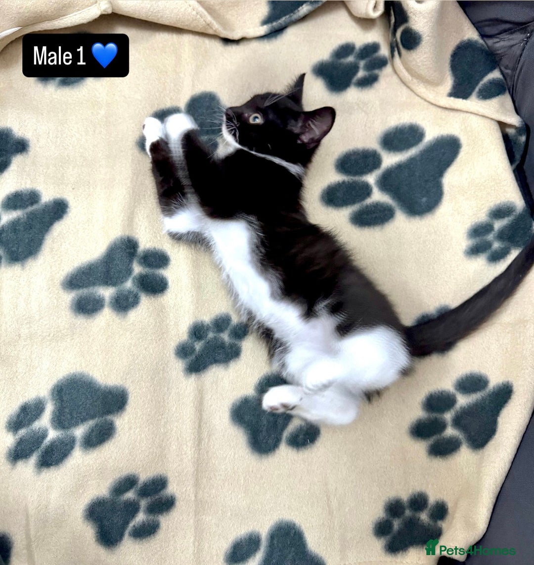 Domestic Shorthair cats for sale: 4 kittens available  - Image 2