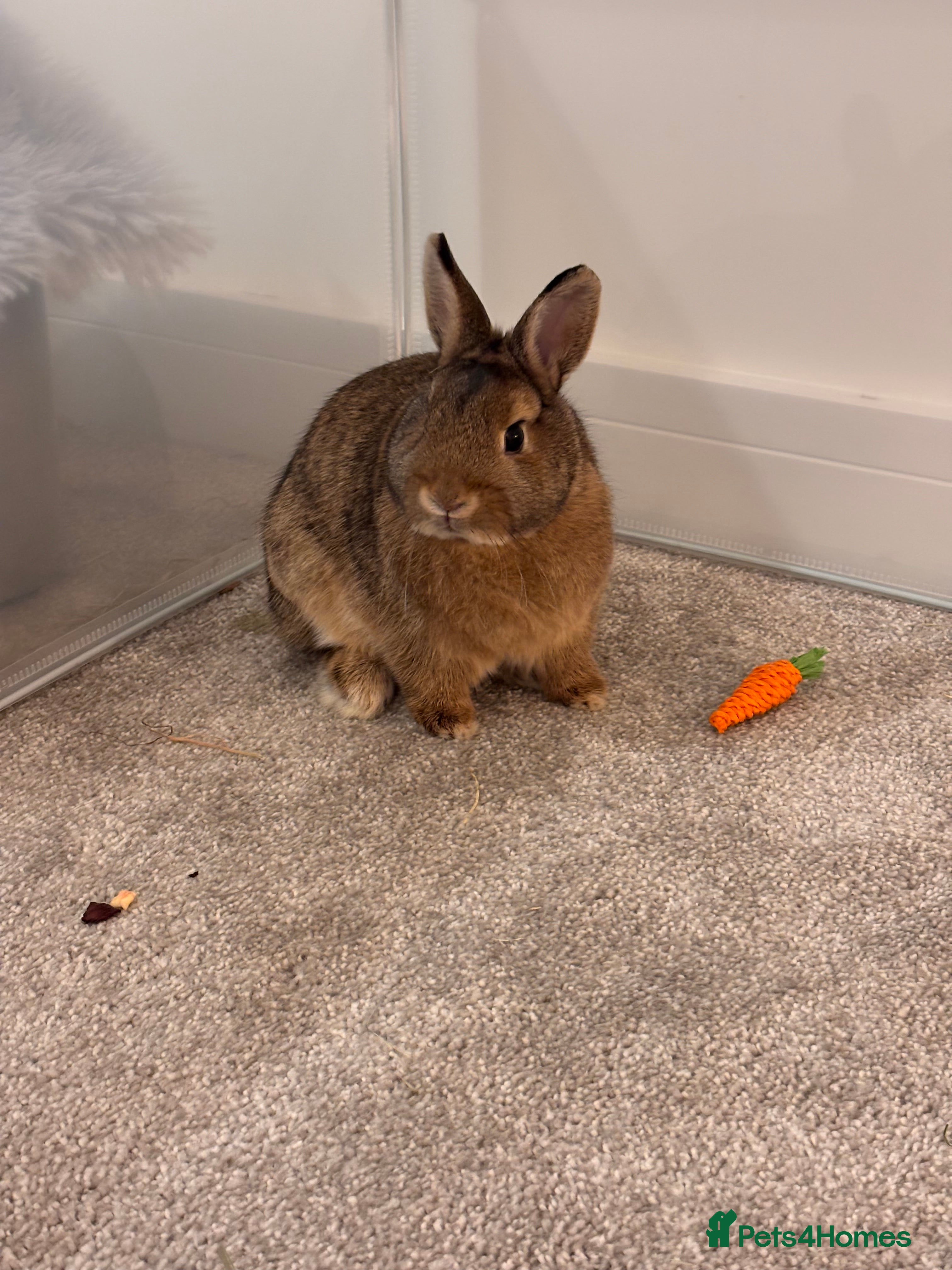 Netherland Dwarf rabbits Netherland dwarf bunny - Advert 1