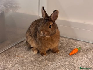 Netherland Dwarf rabbits Netherland dwarf bunny - Advert 1