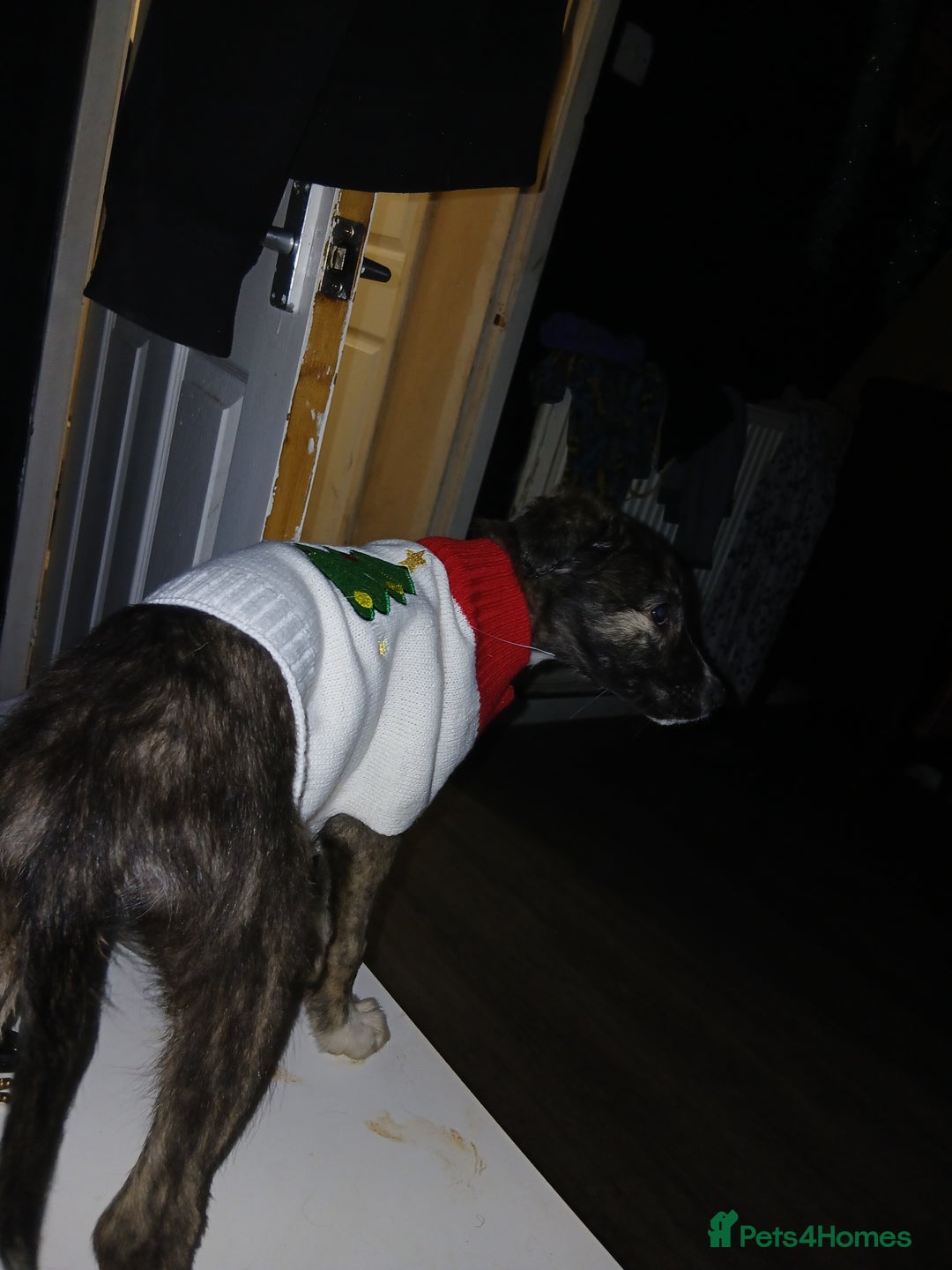 Lurcher dogs for sale: Female lurcher 14 weeks  - Advert 3