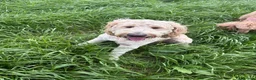 Goldendoodle dogs for stud: Goldendoodle for Stud - Advert 3