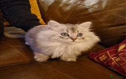 British Longhair cats for sale: Stunning kittens - Image 5