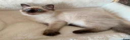 Ragdoll cats for sale: 🏆GCCF CHAMPION BLOODLINE RAGDOLL KITTENS 🥇  - Advert 15