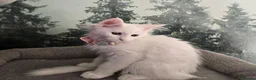 Maine Coon cats for sale: Gorgeous Maine coon kittens  - Advert 17