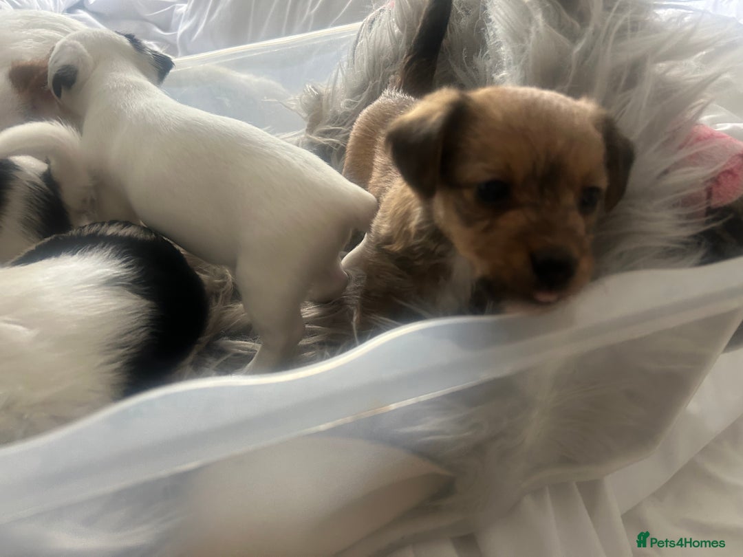 Jackapoo dogs for sale: 4 beautiful jackapoo boys - Image 5