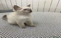 Ragdoll cats for sale: Ragdoll kittens ready now  - Image 5