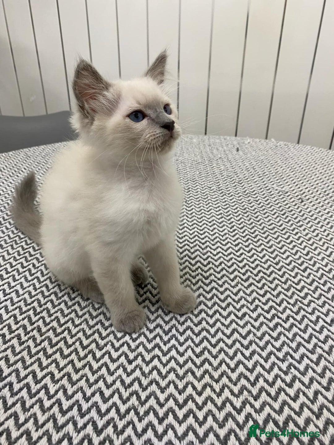 Ragdoll cats for sale: Ragdoll kittens ready now  - Image 5