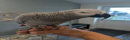 Parrots birds for sale: Pair of extremely tame African grey parrots  - Advert 3