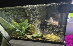 Fancy Goldfish fish for sale: Fish Tank - Image 4