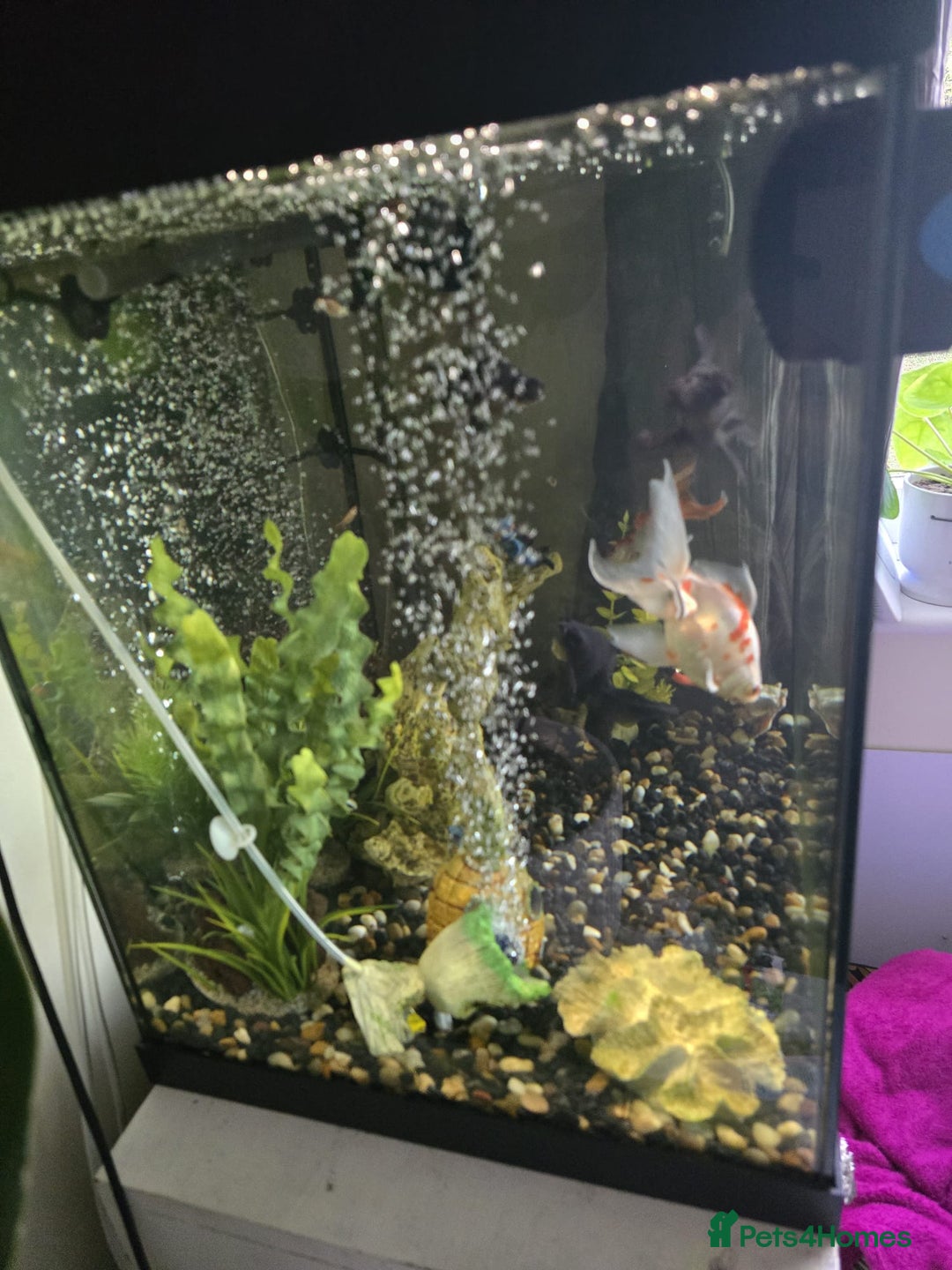 Fancy Goldfish fish for sale: Fish Tank - Image 4