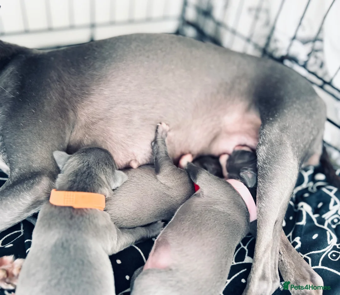 Italian Greyhound dogs for sale: Outstanding KC reg Italian greyhound puppies  - Advert 19