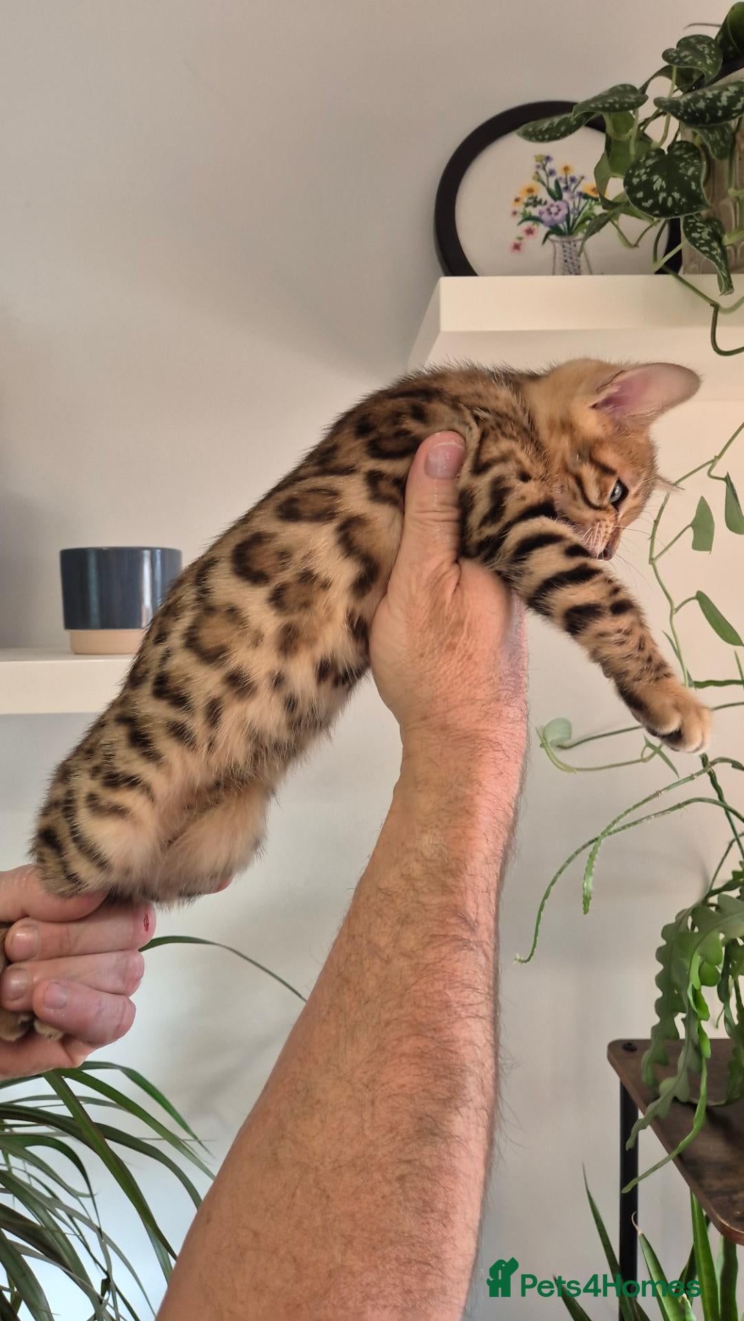 Bengal cats Pure Bred Bengal Male  - Advert 10