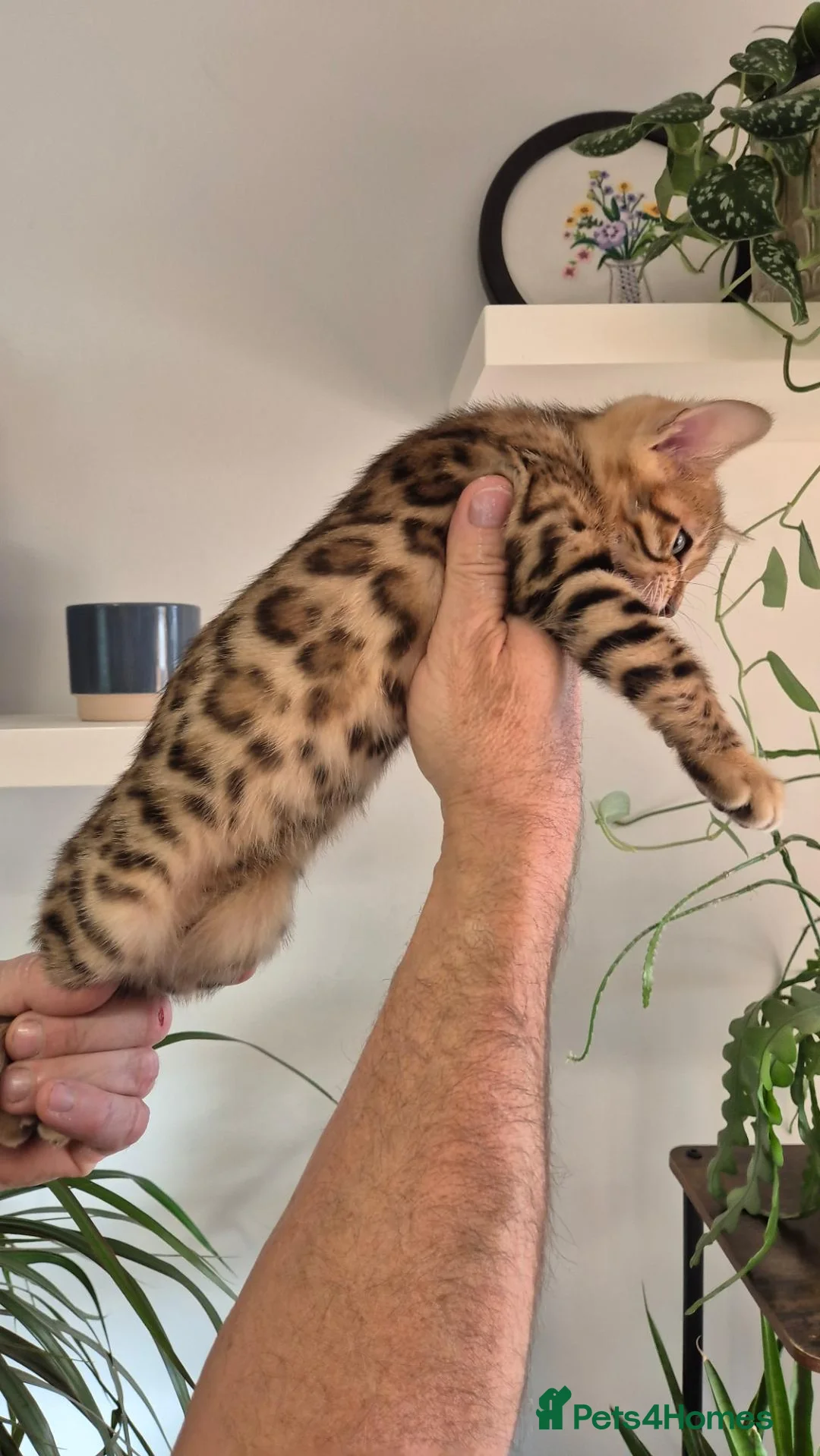Bengal cats for sale: Pure Bred Bengal Male  - Advert 1