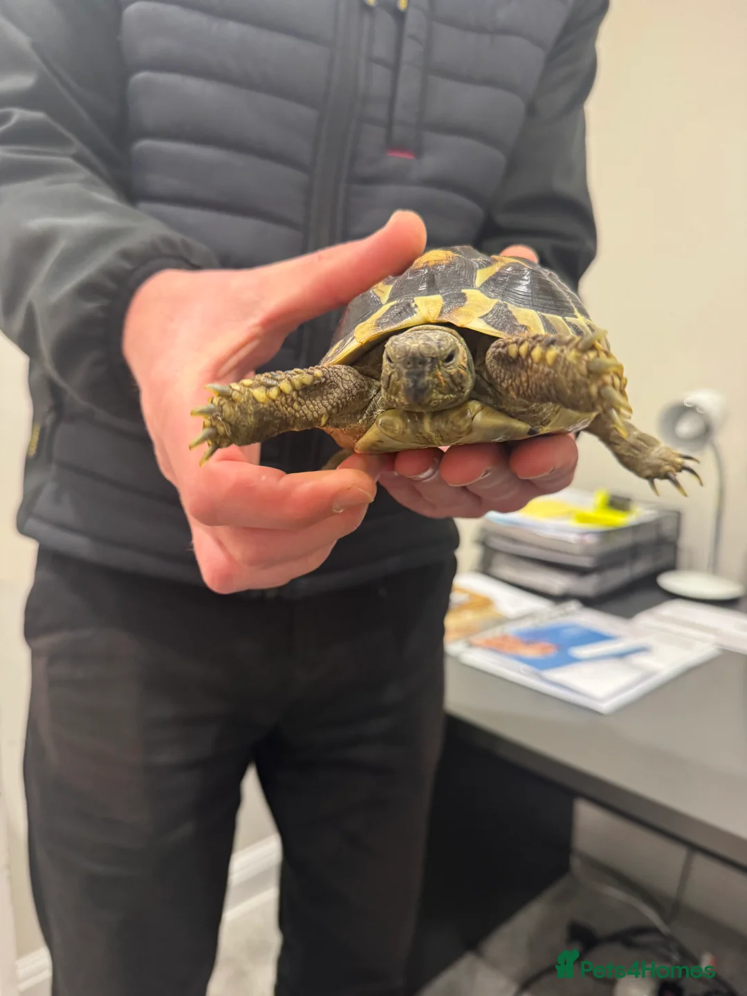 Hermann Tortoise reptiles for sale: Herman’s Tortoise in Cambridge - Advert 8