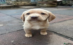 Labrador Retriever dogs for sale: Lab pups  - Image 1