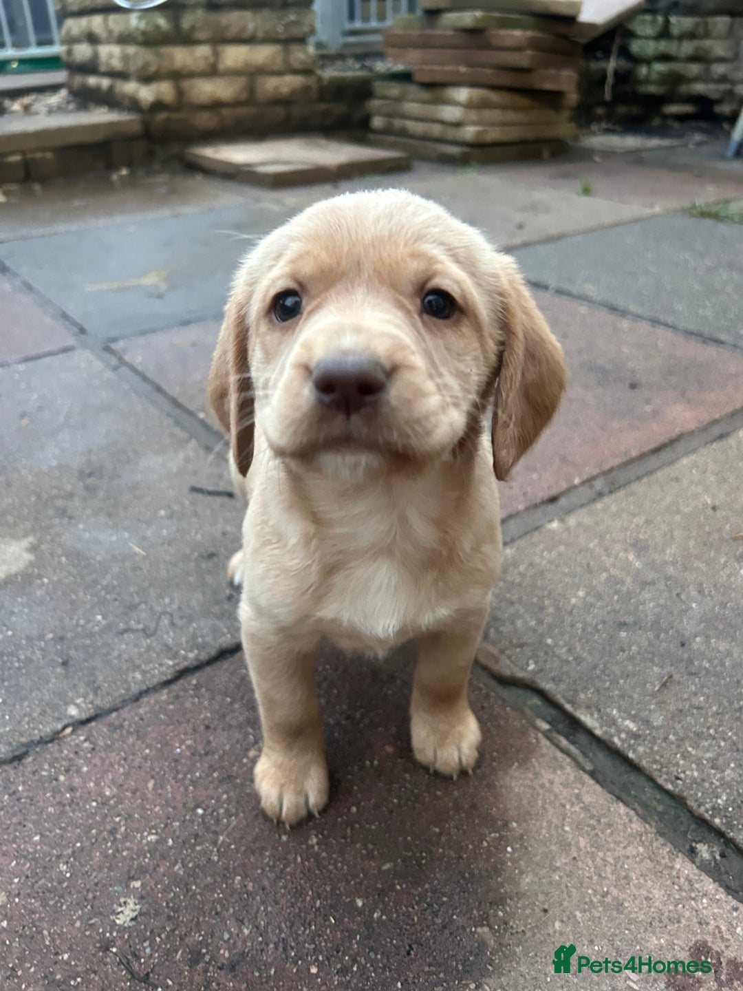 Labrador Retriever dogs for sale: Lab pups  - Image 1