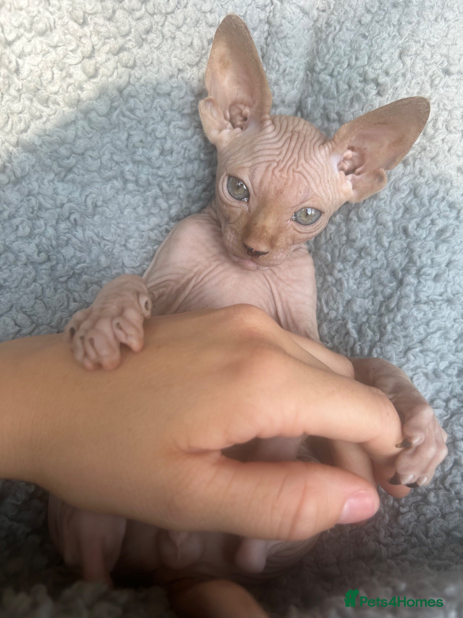 Sphynx cats Red Canadian sphynx - Advert 19