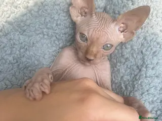 Sphynx cats Red Canadian sphynx - Advert 9