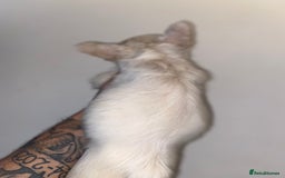 French Bulldog dogs for sale: High Quality Fluffy french bulldogs  - Image 12