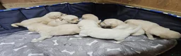 Golden Retriever dogs for sale: Beautiful KC Reg Golden Retriever Puppies - Advert 9