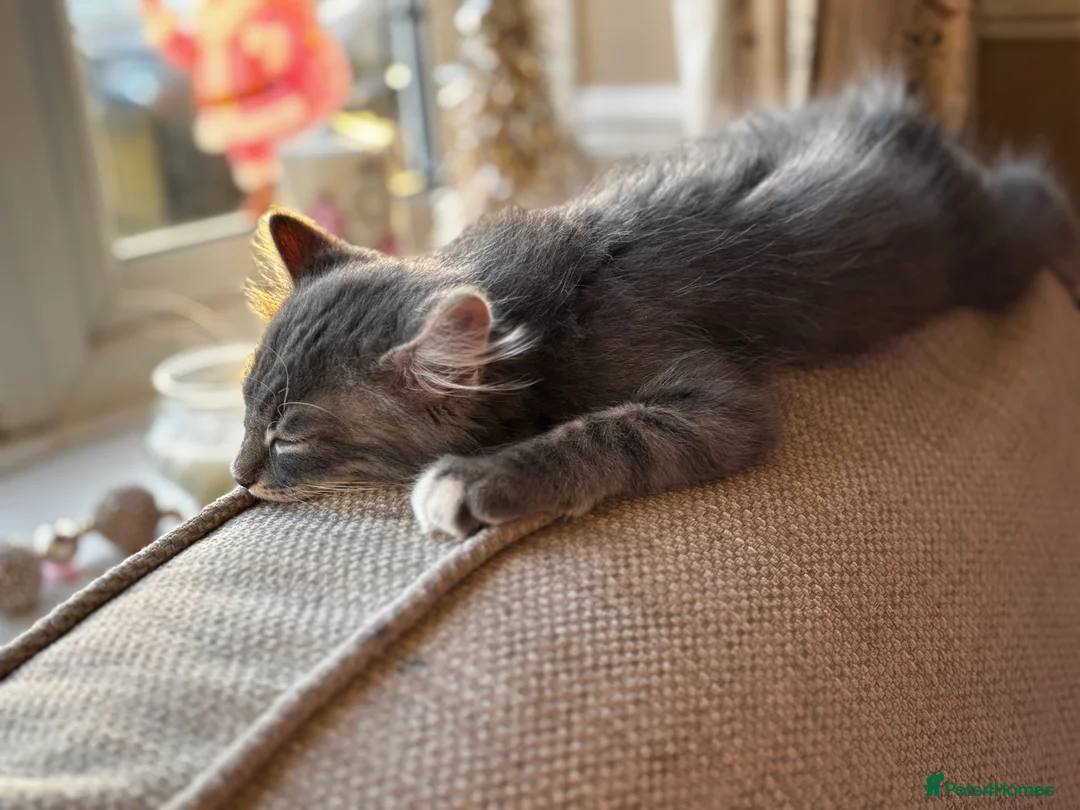 British Longhair cats for sale: Gorgeous boy  - Advert 2