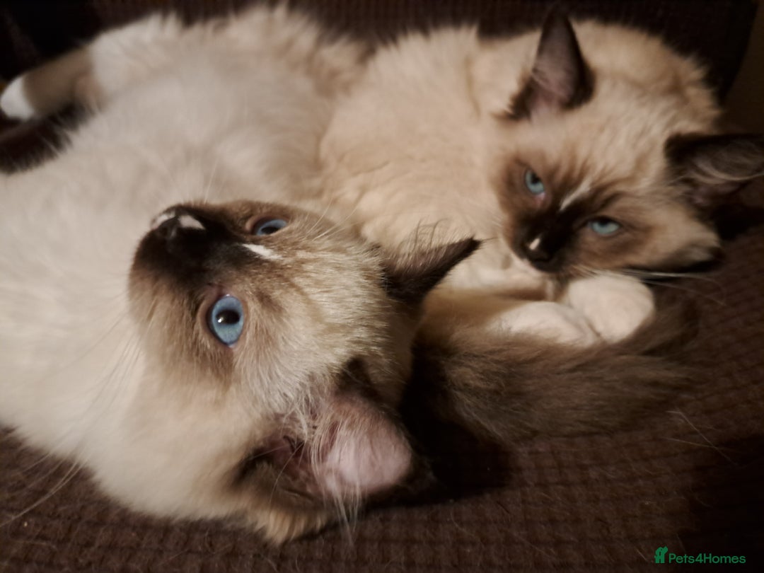 Ragdoll cats for sale: GCCF Reg. Ragdoll kittens Champion lines - Advert 8